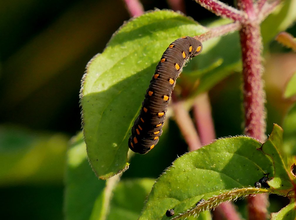 /Pilatka bazalková - larva