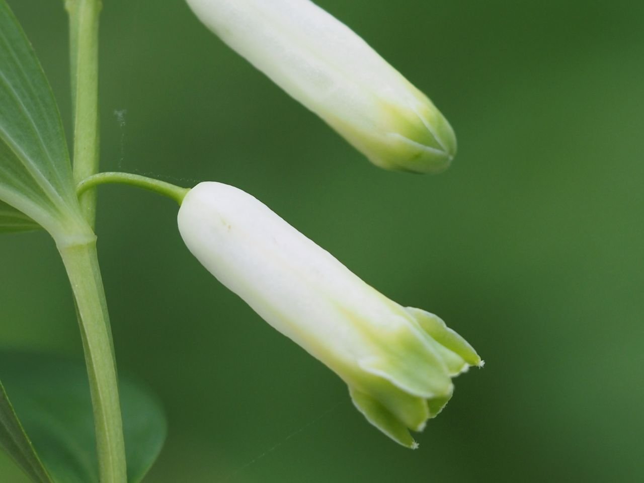 /Kokořík vonný má spodní část lodyhy hranatou.