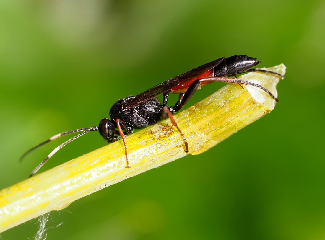 /Lumek Stenichneumon, na fotografii je vidět připojení zadečku.