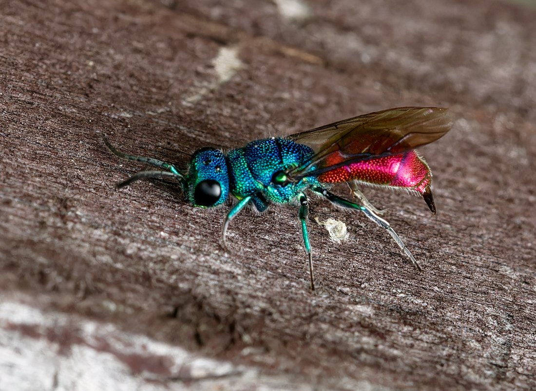 /Chrysis ignita sedí na dřevě hmyzího hotýlku. Foto Radim Herman.