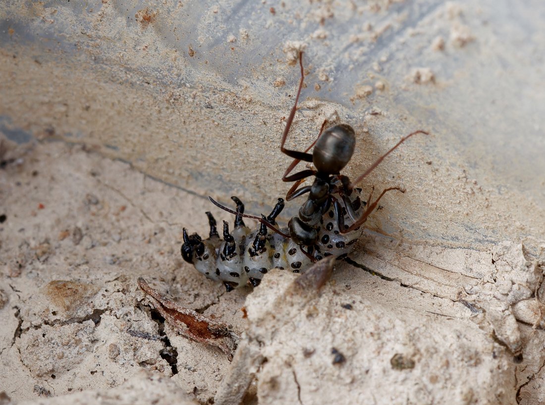 /Zlodějský mravenec si táhne larvu do mraveniště.