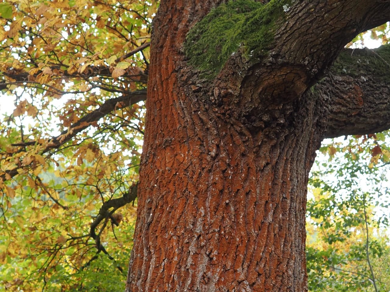 /Mikroskopická červená řasa a mech na starém dubu.
