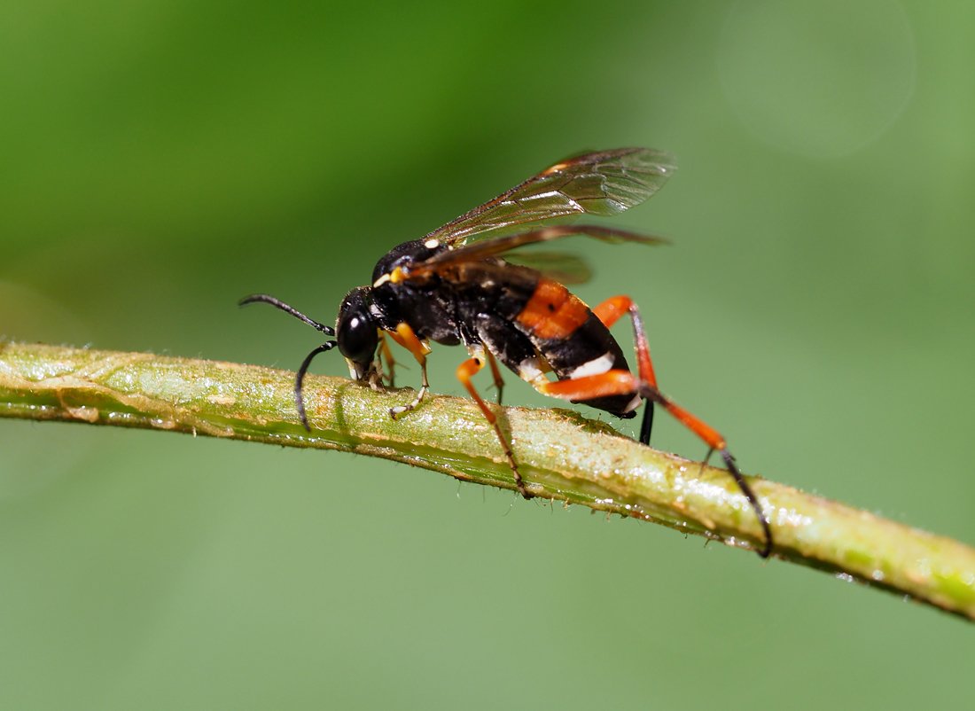 /Macrophya rufipes ukázala zadeček.