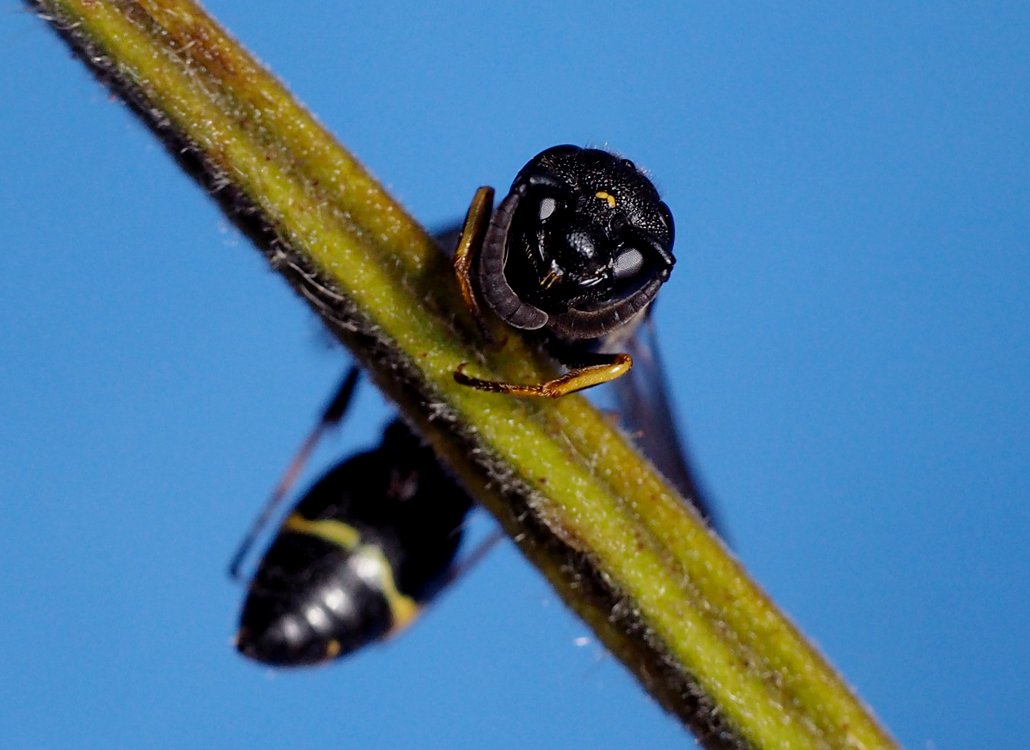 /Symmorphus bifasciatus, portrét se dvěma žlutými tečkami na hlavě samičky.