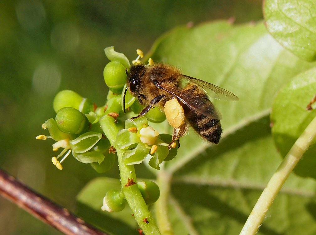 /Loubinec a včela medonosná s nákladem pylu.