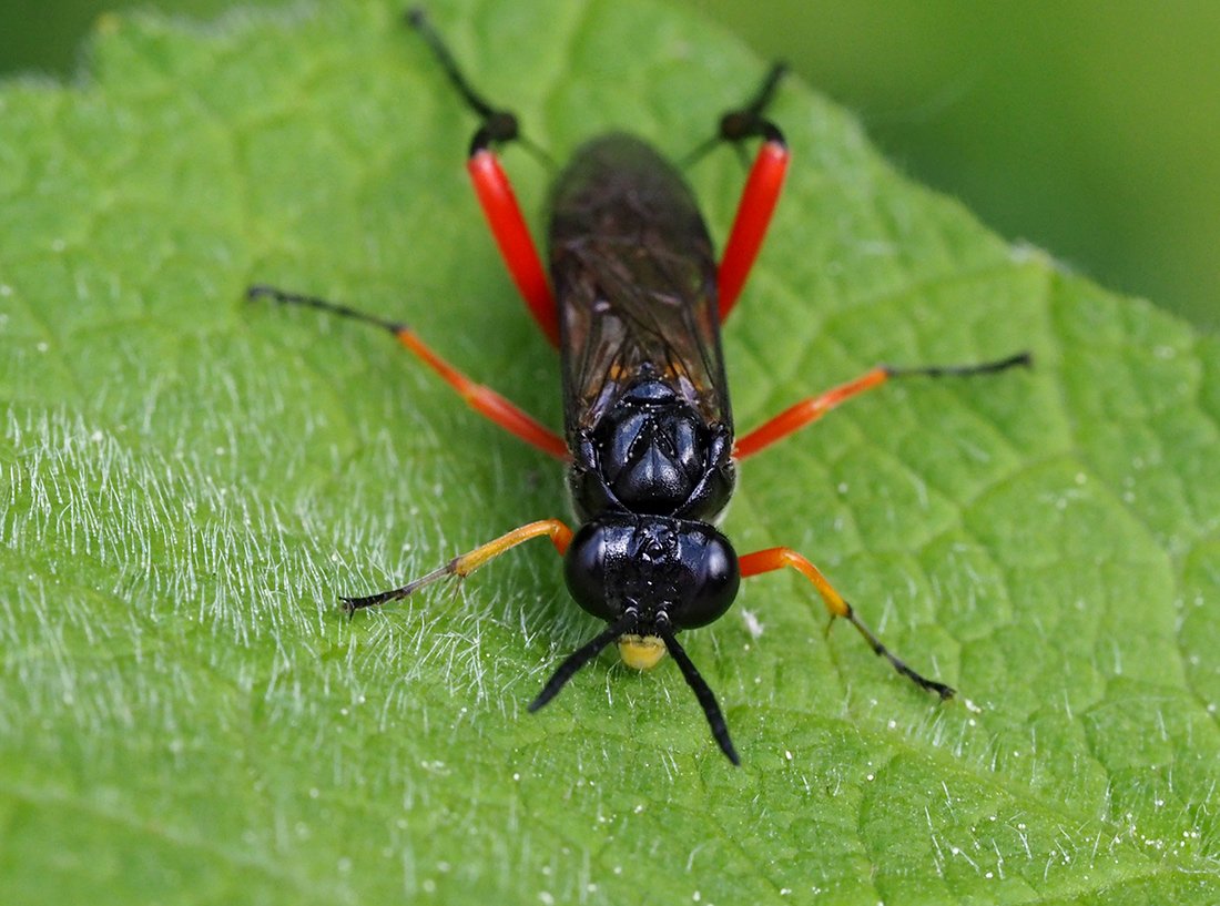 /Macrophya diversipes, portrét.