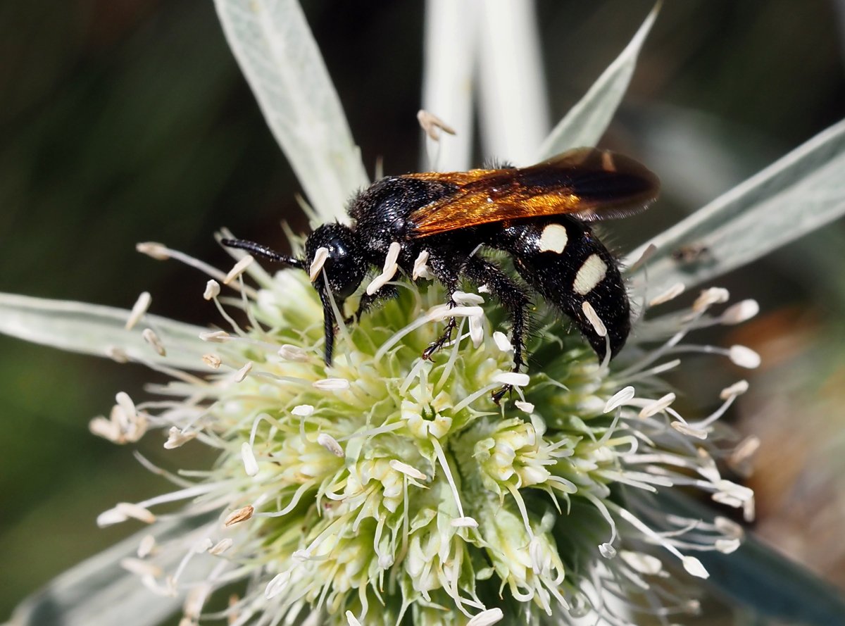 /Scolia sexmaculata, samička.