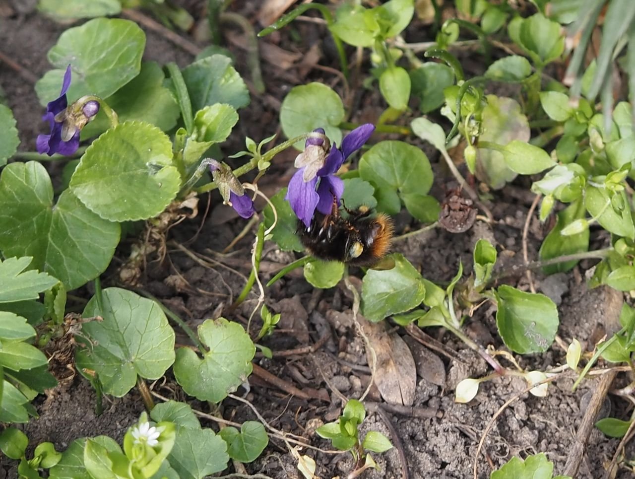 /Čmelák luční - samička tu sbírala nektar a pyl z kvítku violky.