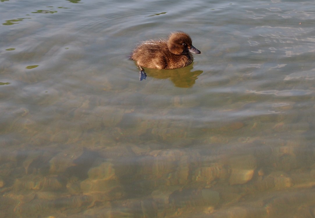 /Zvětšená fotografie jednotlivého kačátka, jak plave v čisté vodě. /Zvětšená fotografie jednotlivého kačátka, jak plave v čisté vodě.