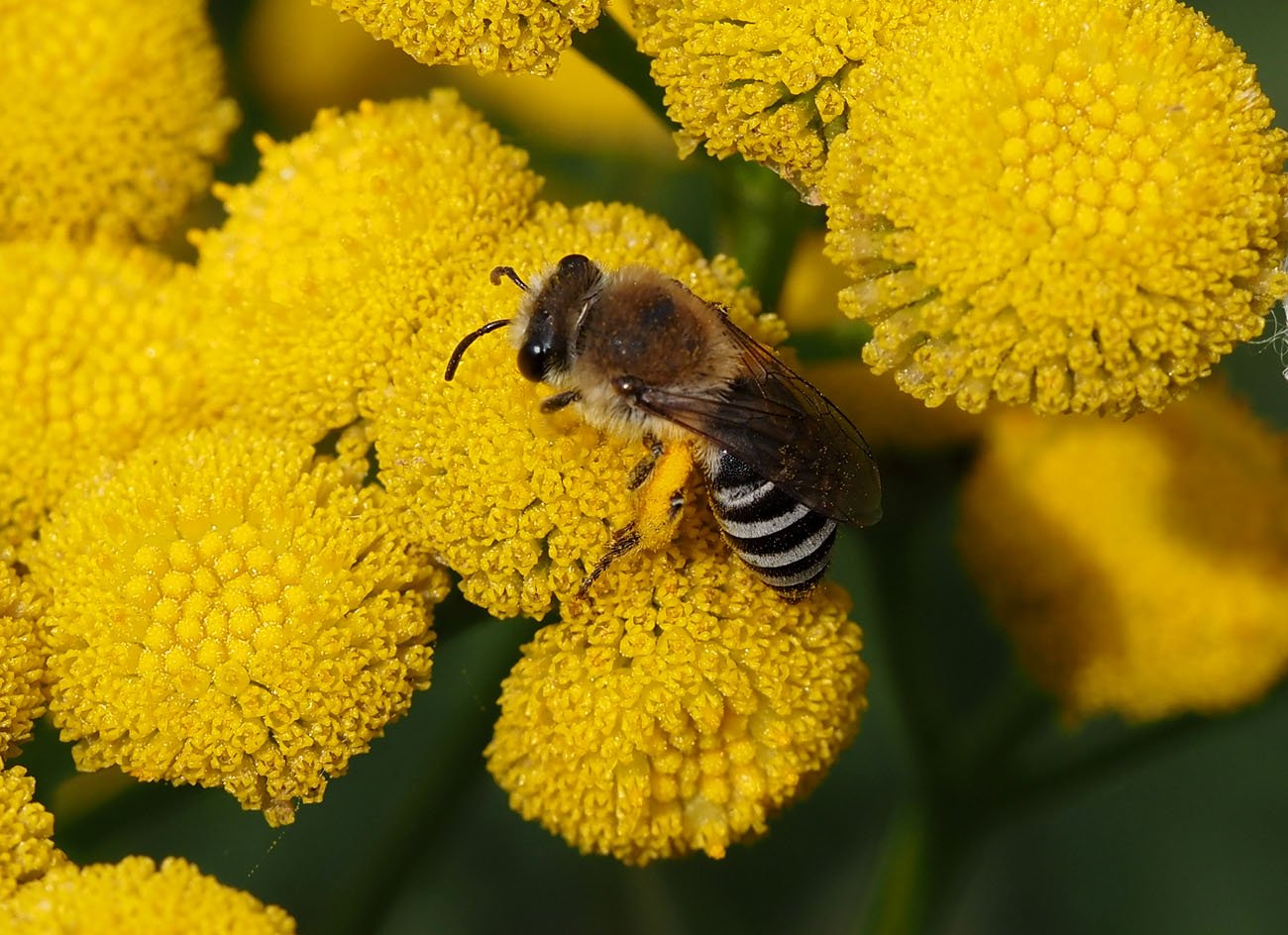/Hedvábnice podobná (Colletes similis) - na vratiči.