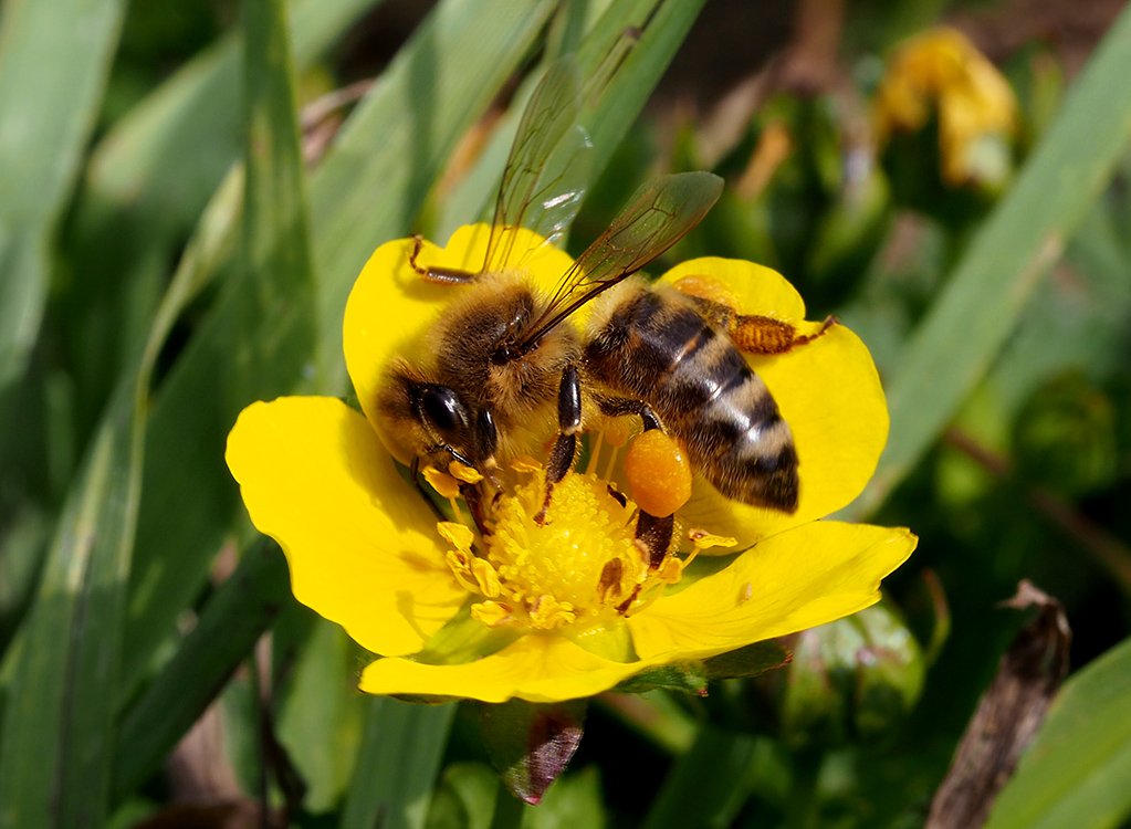 /Včela medonosná sbírá nektar a pyl v květu mochny plazivé.