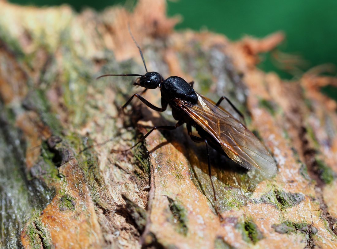 /Camponotus ligniperda, sameček pochoduje po stromové kůře.