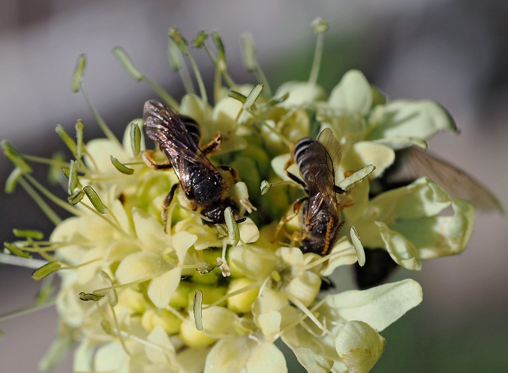 /Halictus simplex, sameček a samička vedle sebe na květu hlavatky obrovské.