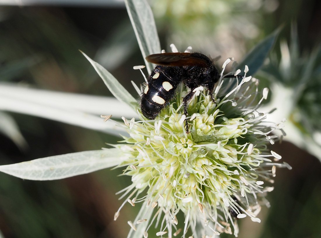 /Scolia sexmaculata, zadeček.