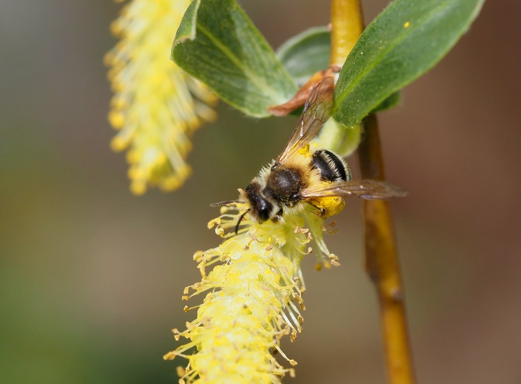 /Andrena gravida sbírá vrbový nektar a pyl.