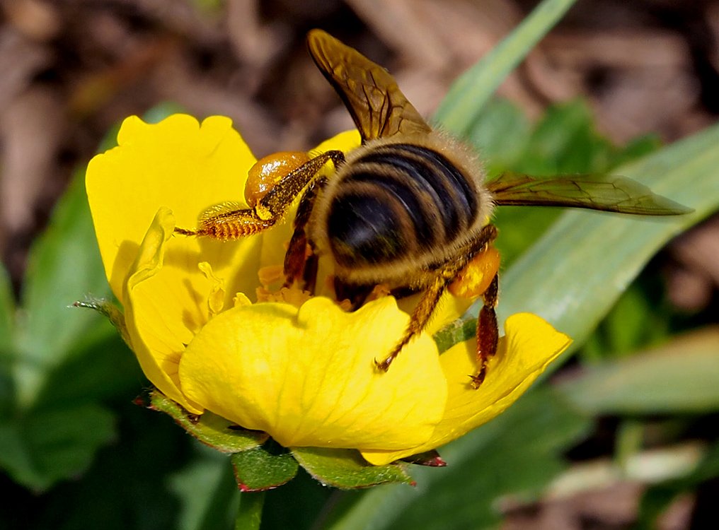 /Včelí dělnice v květu, detailní zobrazení zadní nohy.