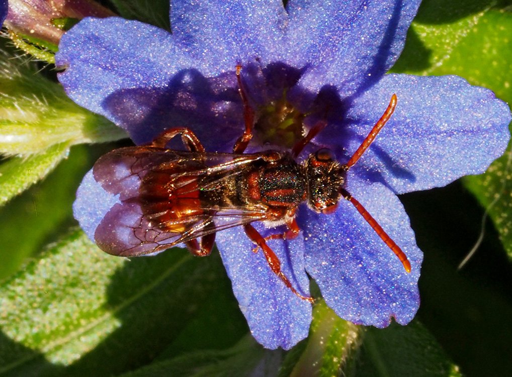 /Nomada dvouzubá odpočívá na květu.