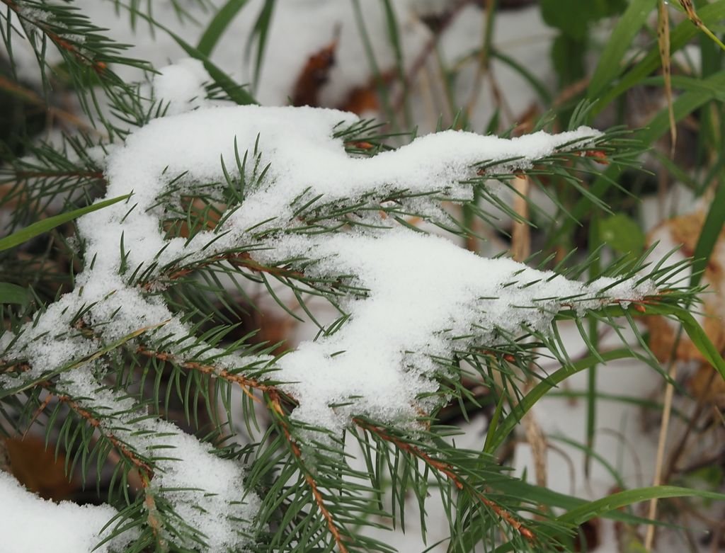 /Zasněžená smrková větvička.