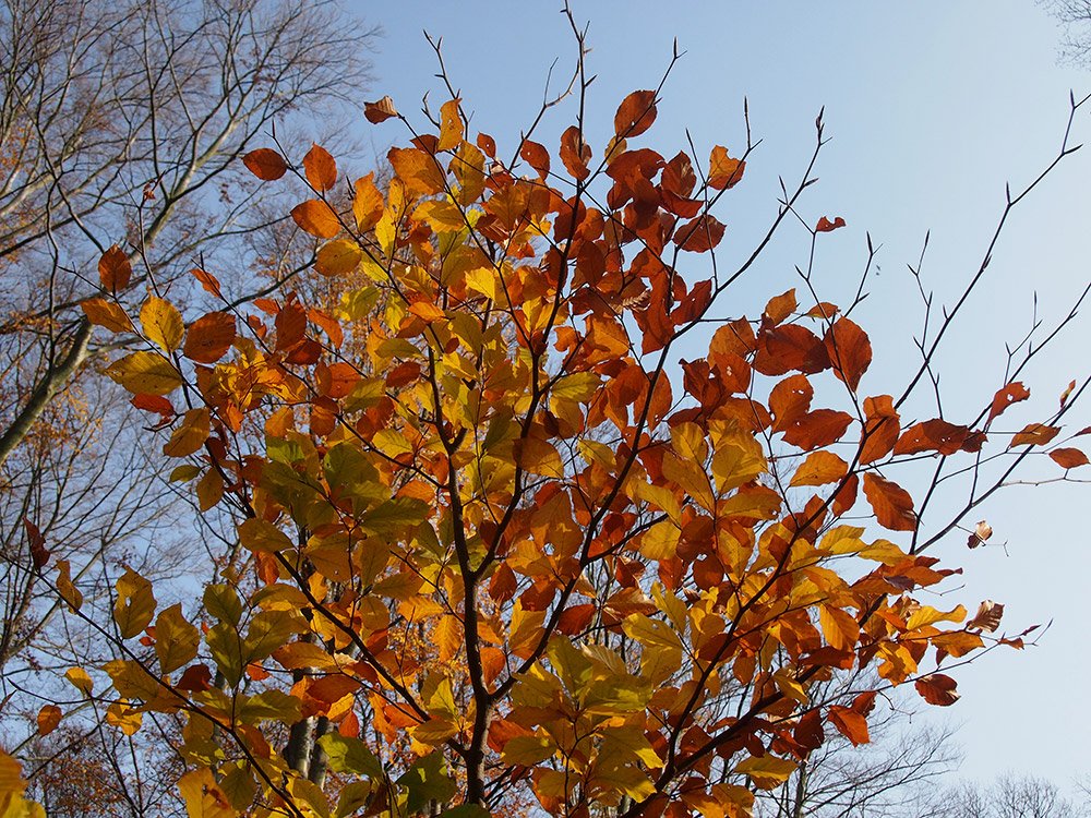 /Větev buku s podzimním zbarvením listů.