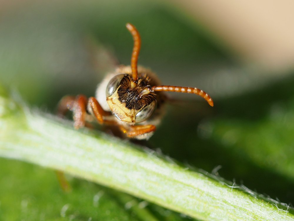 /Nomada striata, portrét samečka ze sbírky.