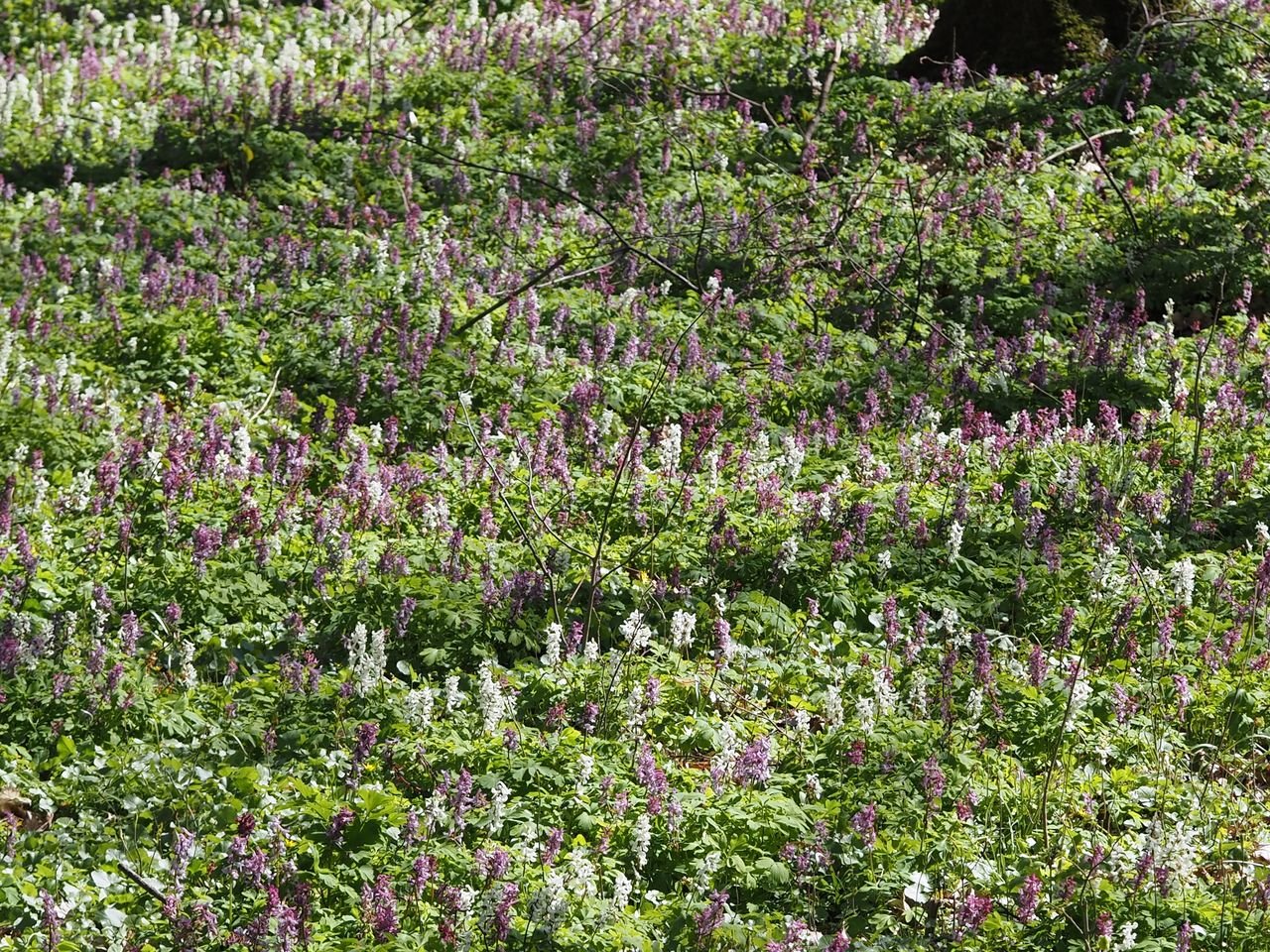 /Pod stromy v Hořínském parku.