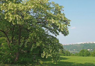 Trnovník akát na konci velkého sídliště