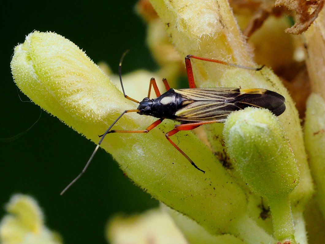 /Klopuška velká - Miris striatus.