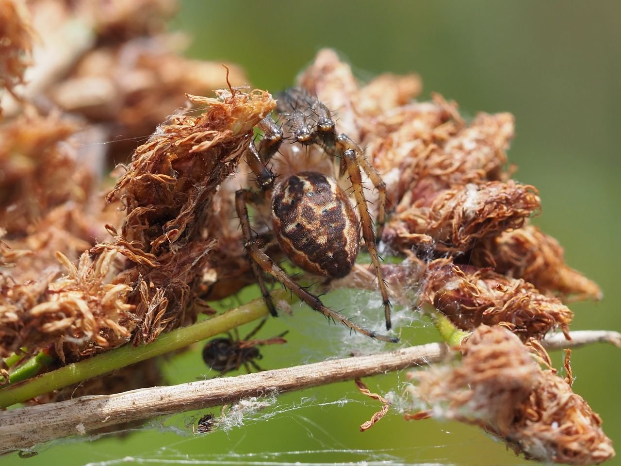 /Křižák rákosní, samička a drobný sameček na skřípinci.