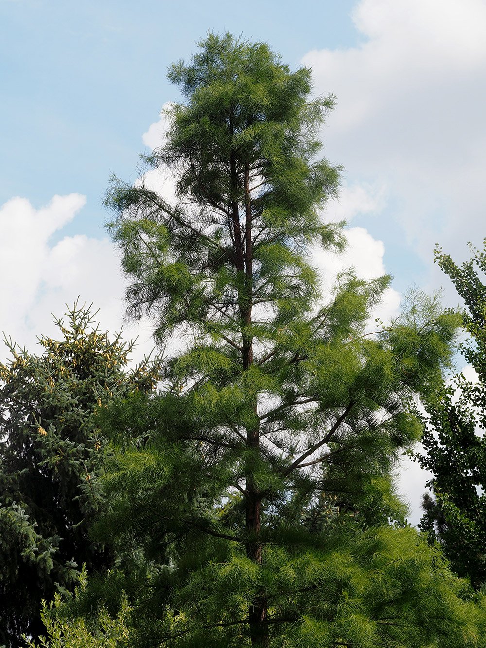 /Tisovec vystoupavý, strom v Botanické zahradě Praha Troja.