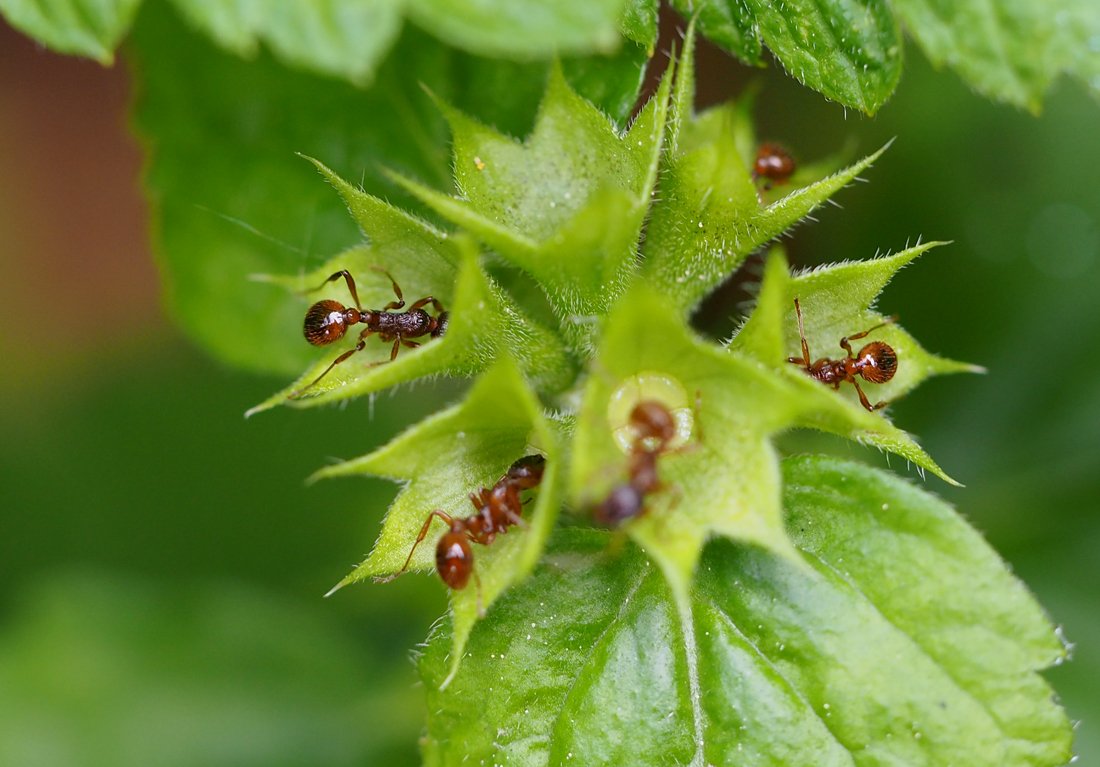 /Mravenci sají nektar mezi květními kalichy.