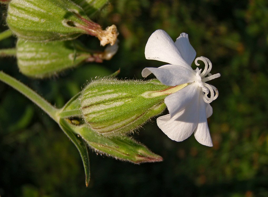 /Knotovka bílá, samičí květ.