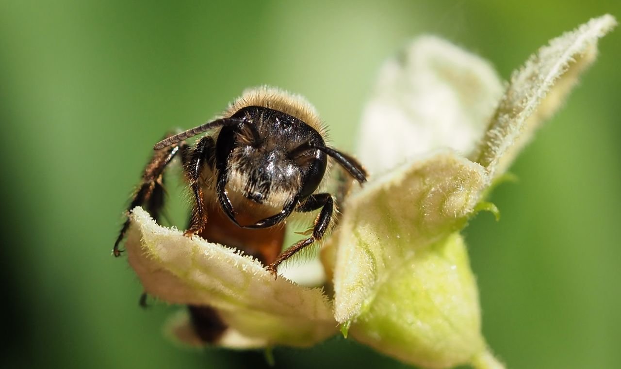 /Andrena florea, portrét samečka.