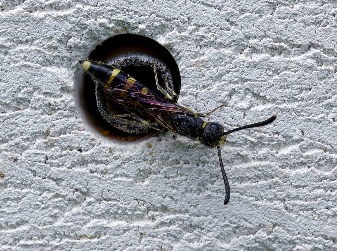 /Sapyga clavicornis, samička se pohybuje po stěně hmyzího hotelu.