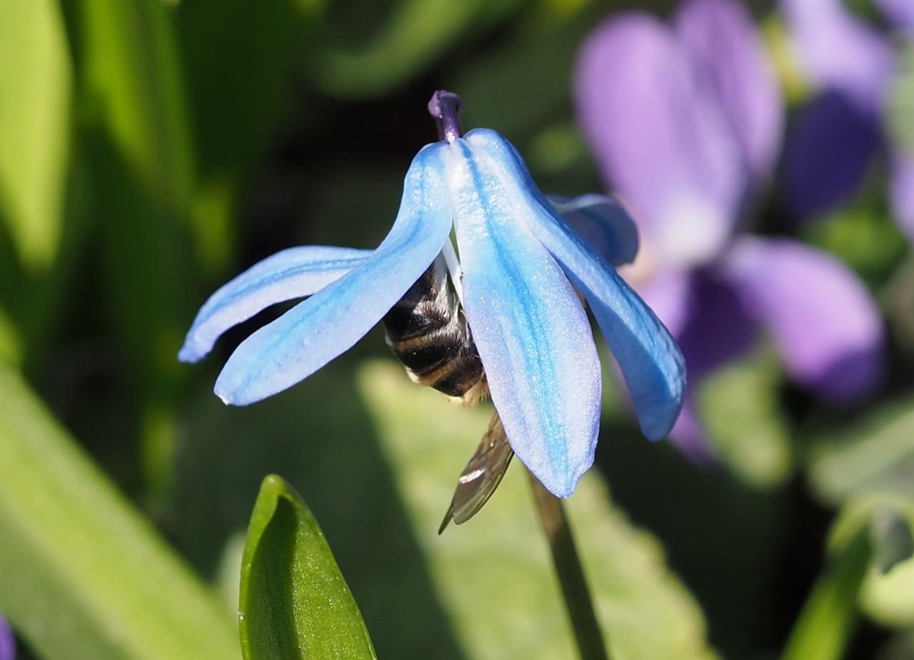 /Ladoňka má květy skloněné dolů, včely samotářky je těžké fotografovat.