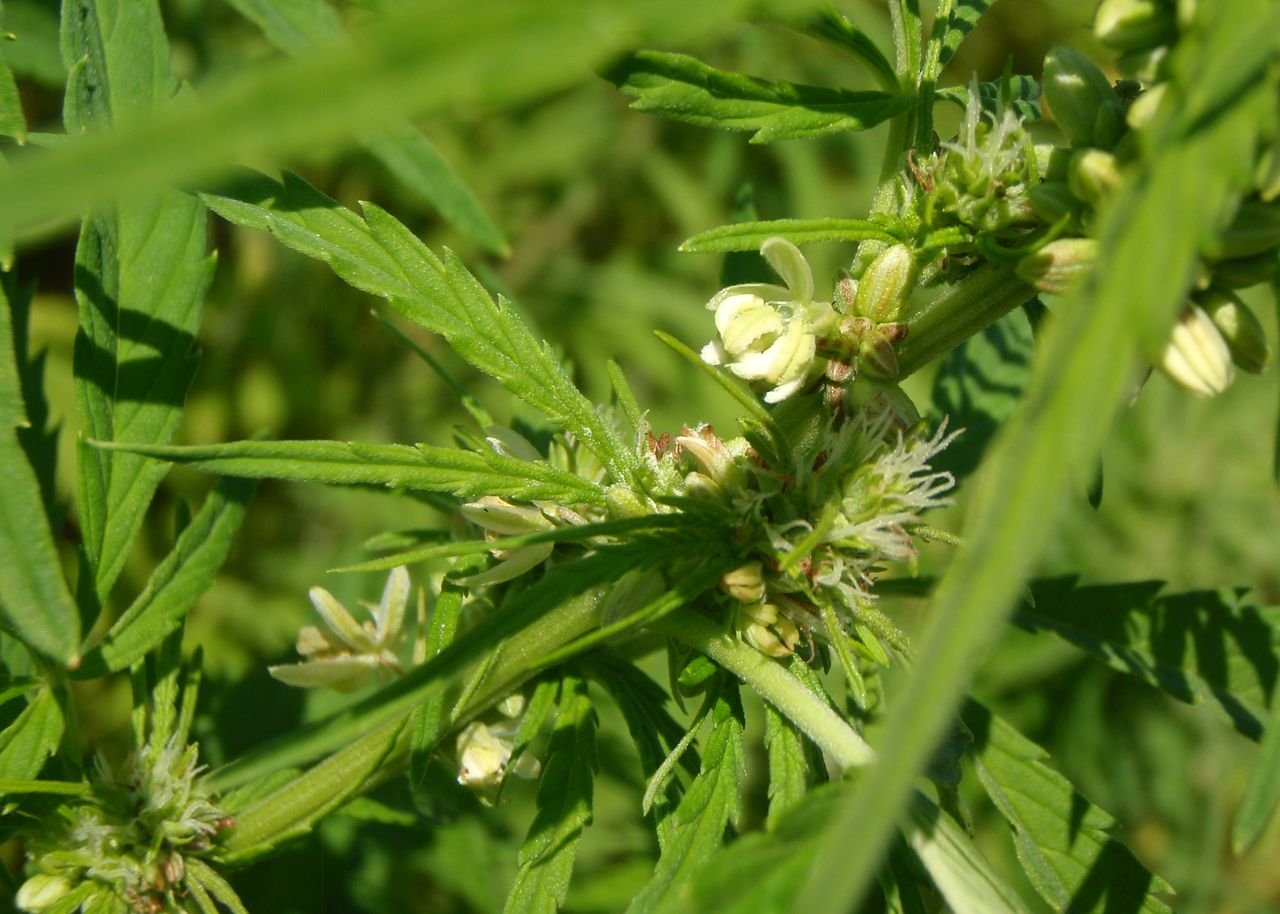 /Konopí seté, obojí kvítky na lodyze.