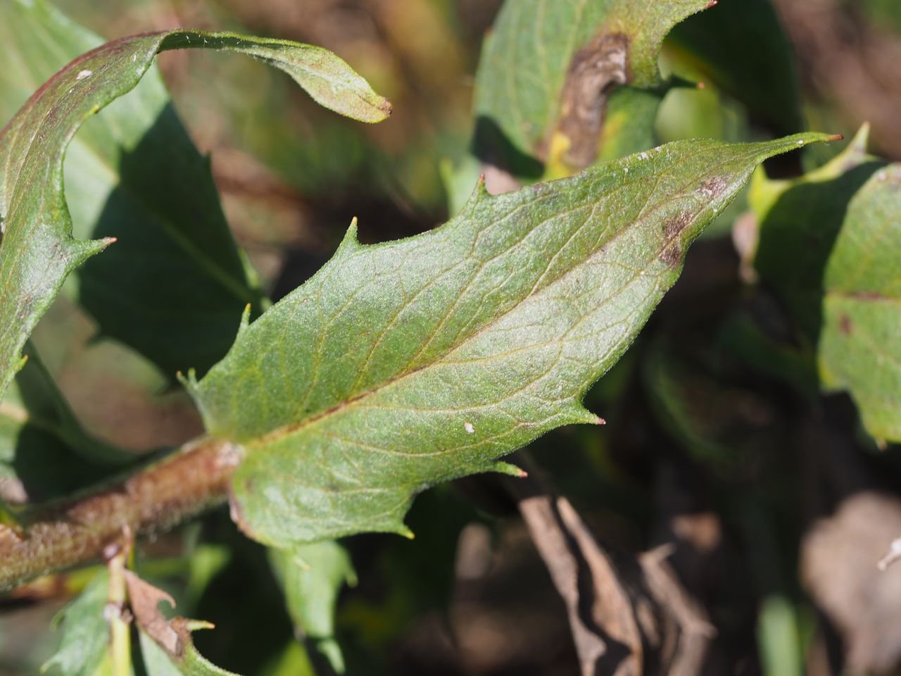 /Jestřábník savojský, list v dolní části lodyhy. /Jestřábník savojský, list v dolní části lodyhy.
