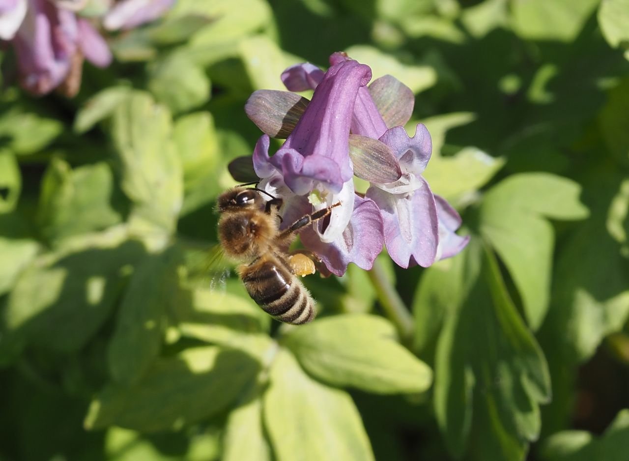 /Dymnivka a včela medonoska s pylem.