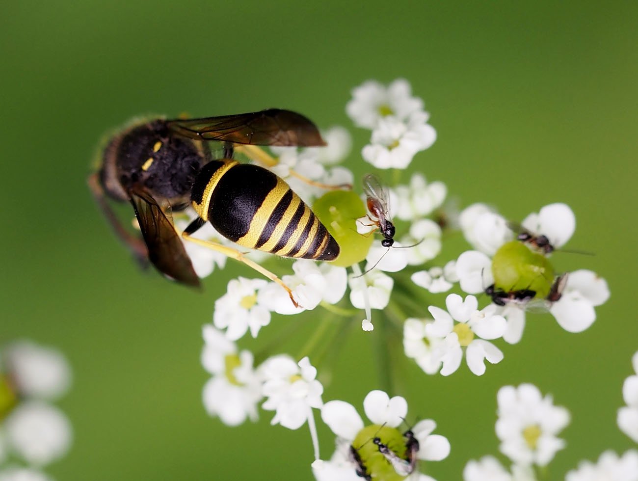 /Hrnčířka Ancistrocerus nigricornis a drobní blanokřídlí na květech krabilice.