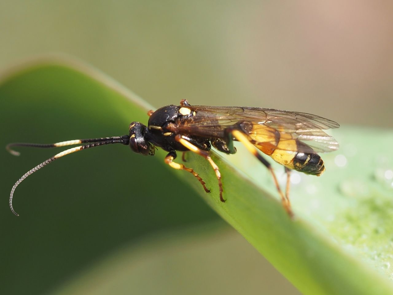 /Ichneumon sp.