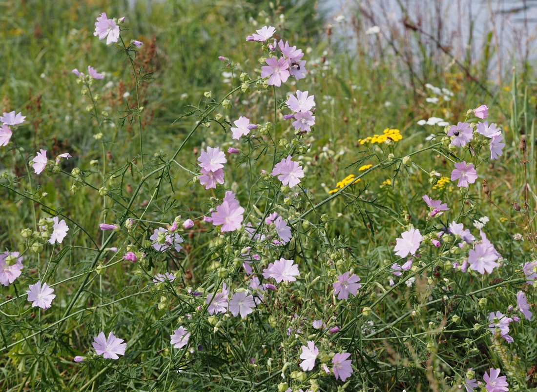 /Malva alcea - kvetoucí rostliny v srpnu.