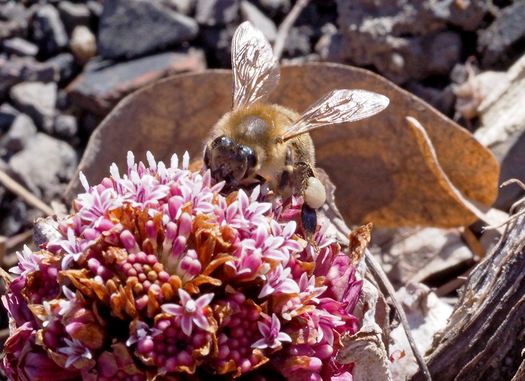 /Včela medonosná sbírá na květech devětsilu nektar a bílý pyl.