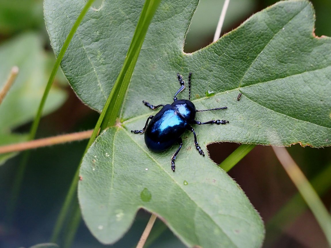 /Mandelinka Chrysolina aurichalcea přelezla na list babyky nad porostem tolity.