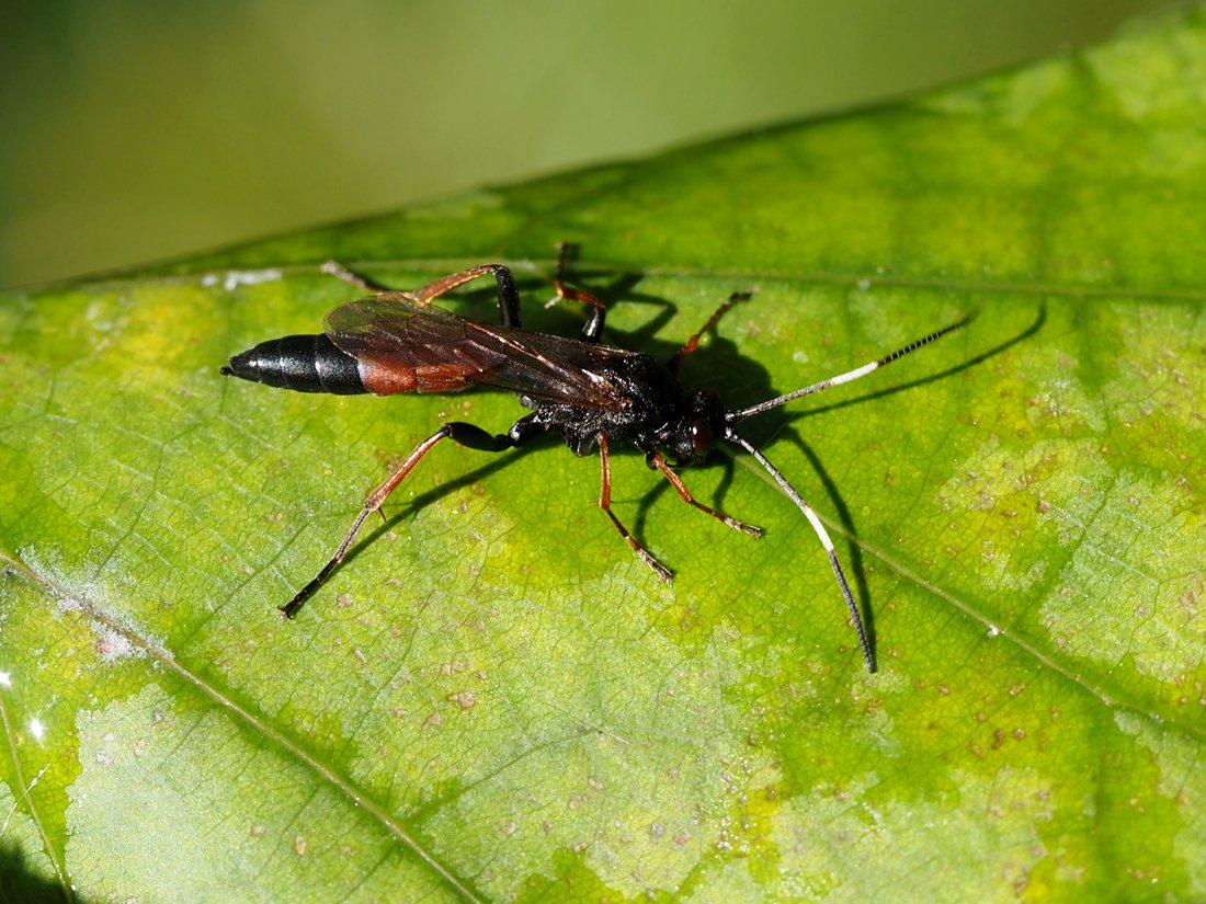 /Lumek Stenichneumon culpator saje na listu medovici.