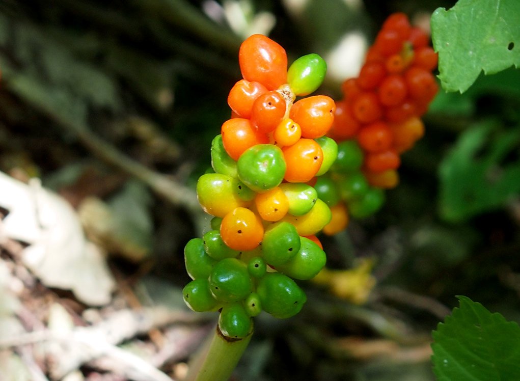 /Áron, na počátku zrání začínají některé plody měnit barvu ze zelené na červenou.